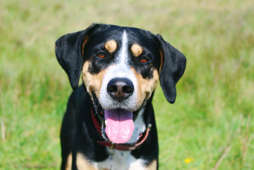 black white and tan short coat medium sized dog