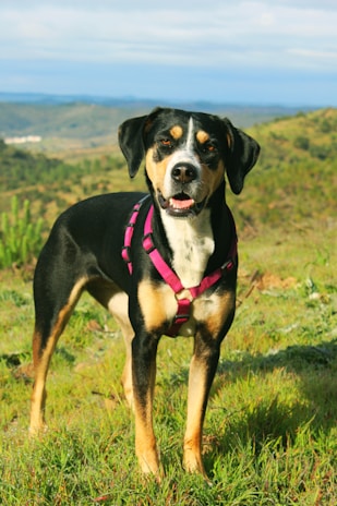black and white short coated dog on green grass field during daytime