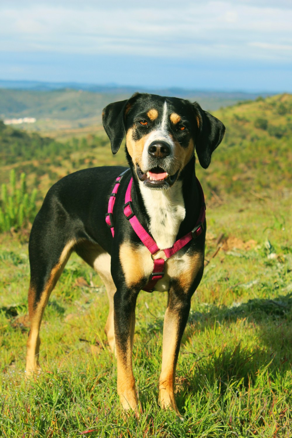 black and white short coated dog on green grass field during daytime