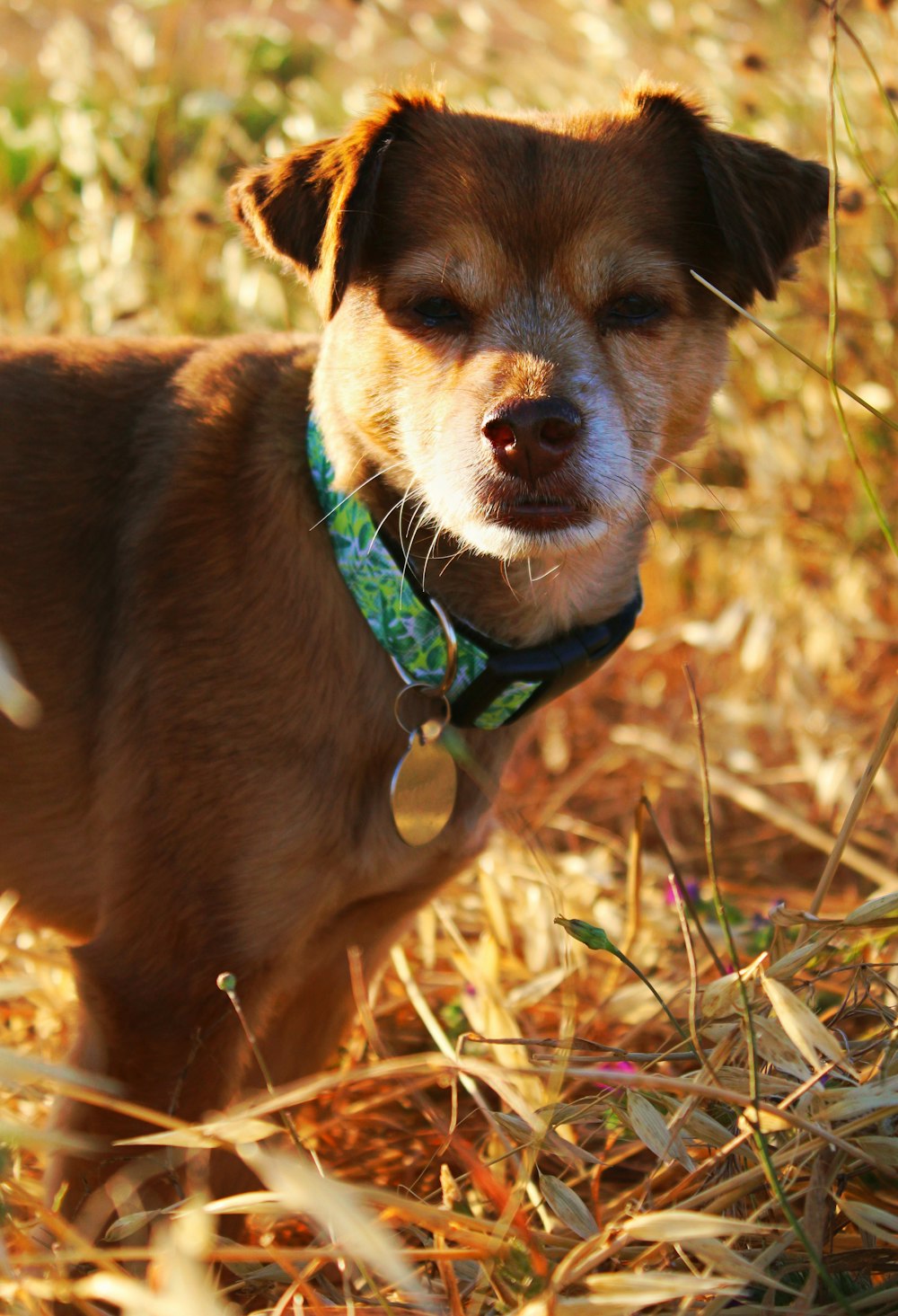a small brown dog standing on top of a dry grass field