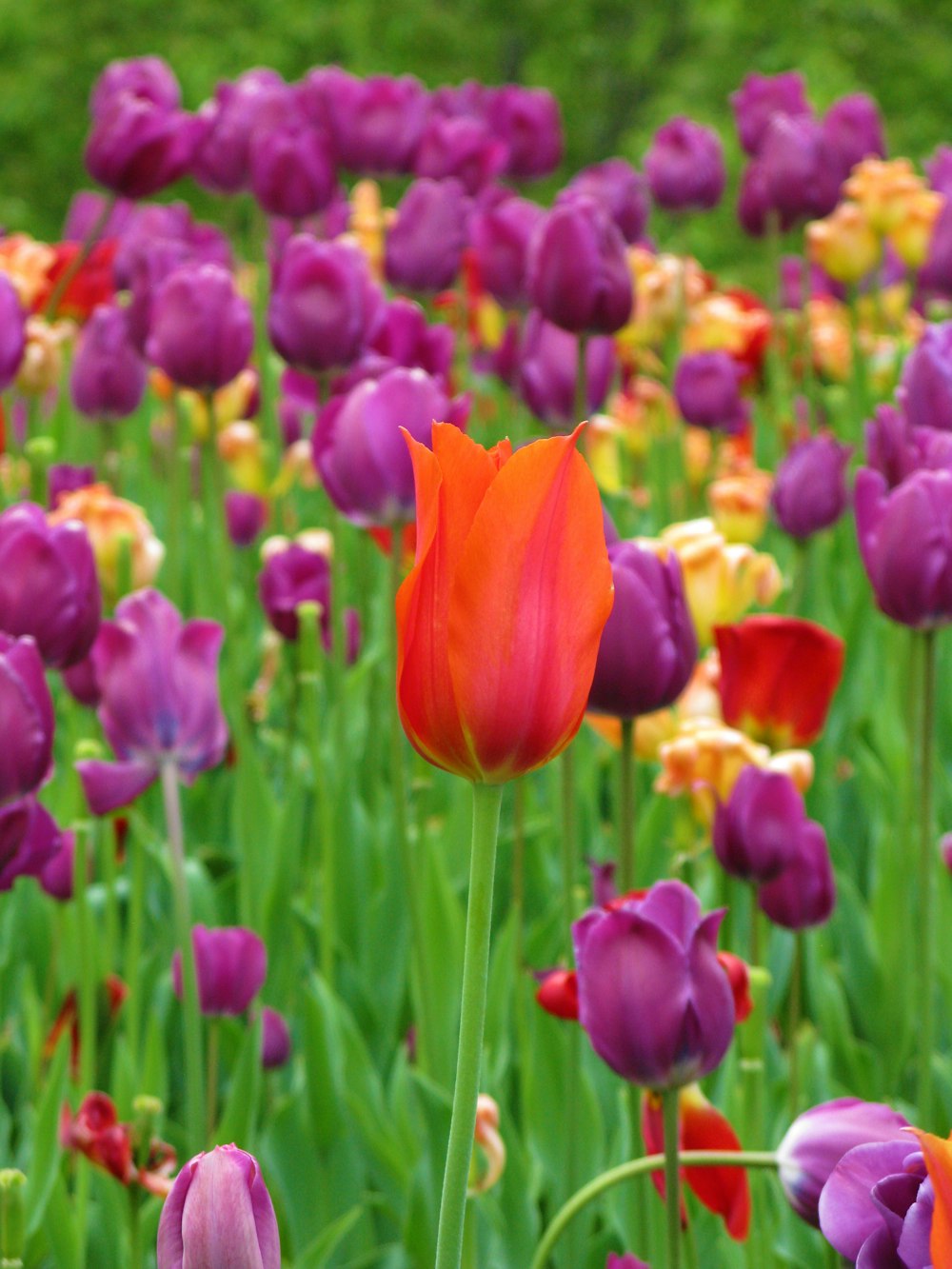 Campo de tulipanes rojos y morados