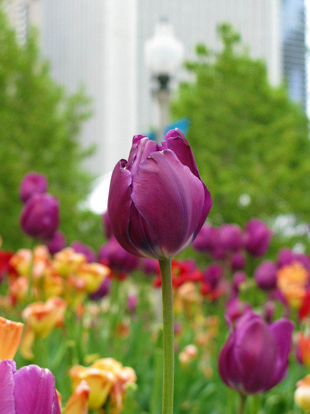 purple flower in tilt shift lens