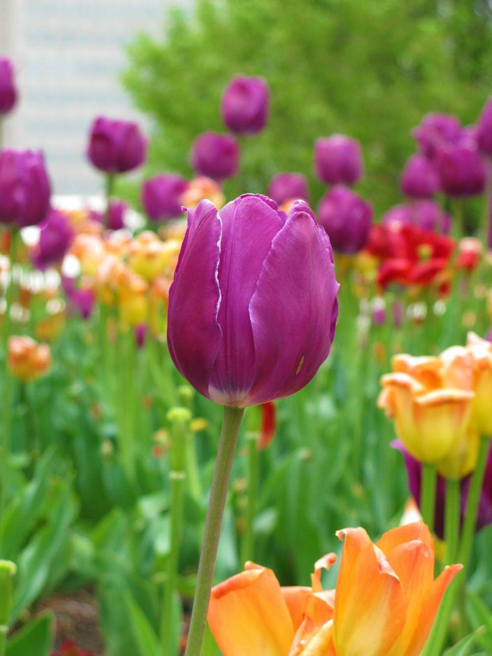 tulipas roxas em flor durante o dia