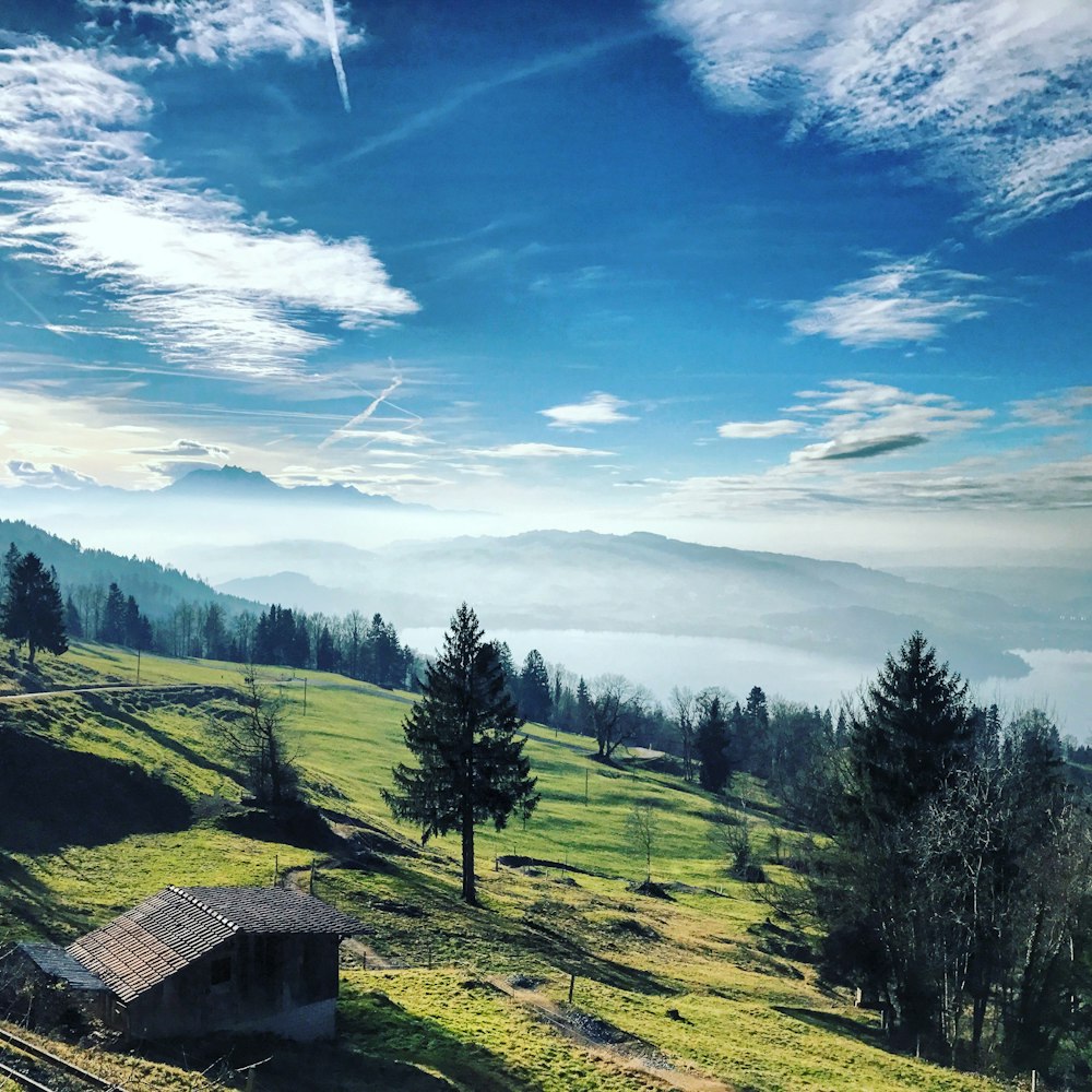 green trees and brown house under blue sky during daytime