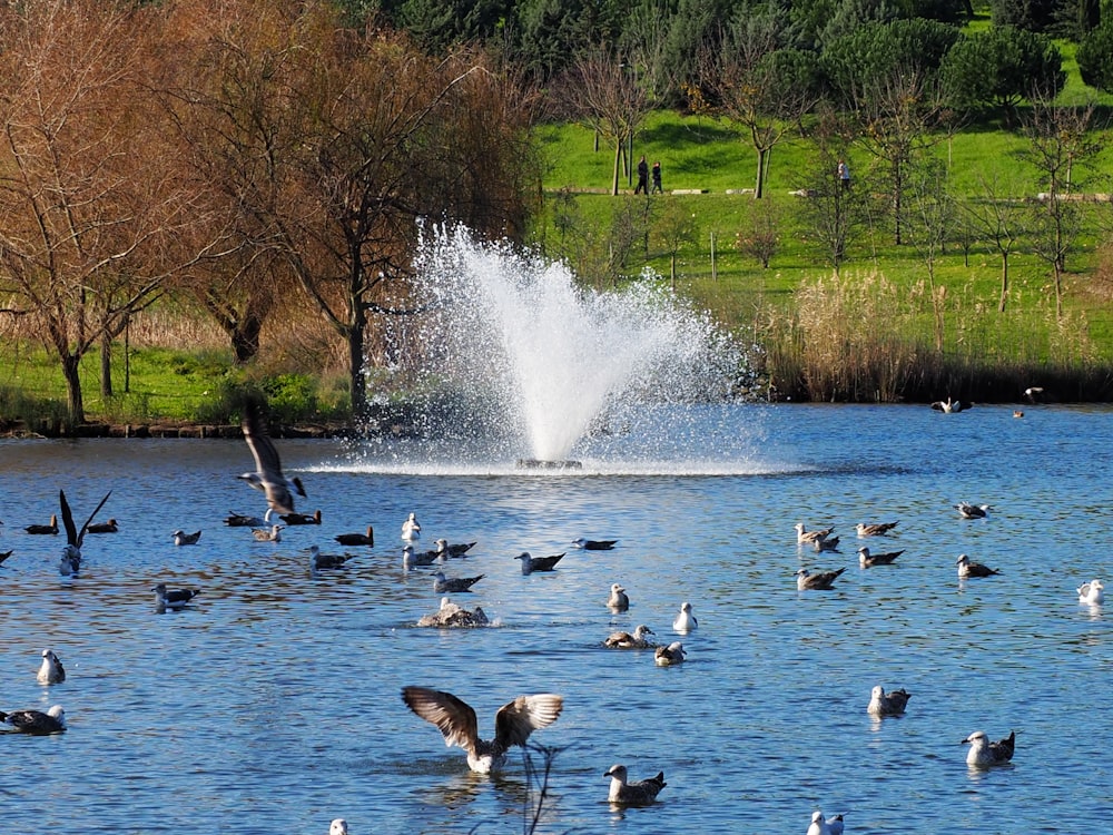 flock of swans on water during daytime