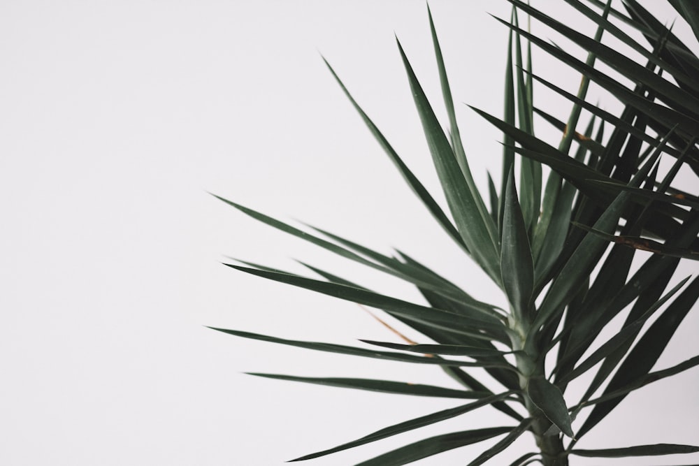 green plant under white sky