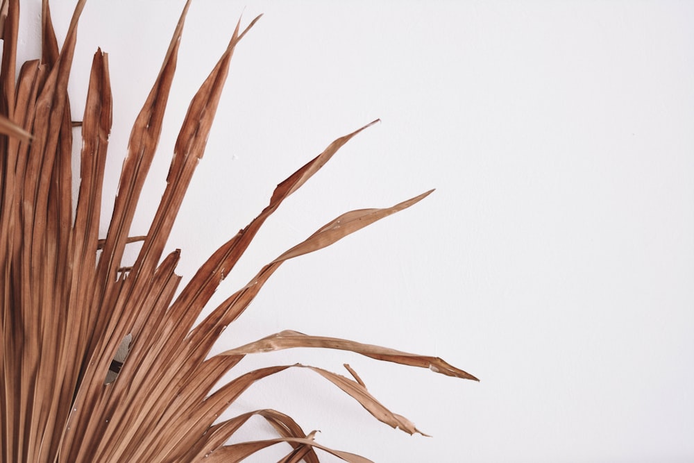 brown wheat plant on white background