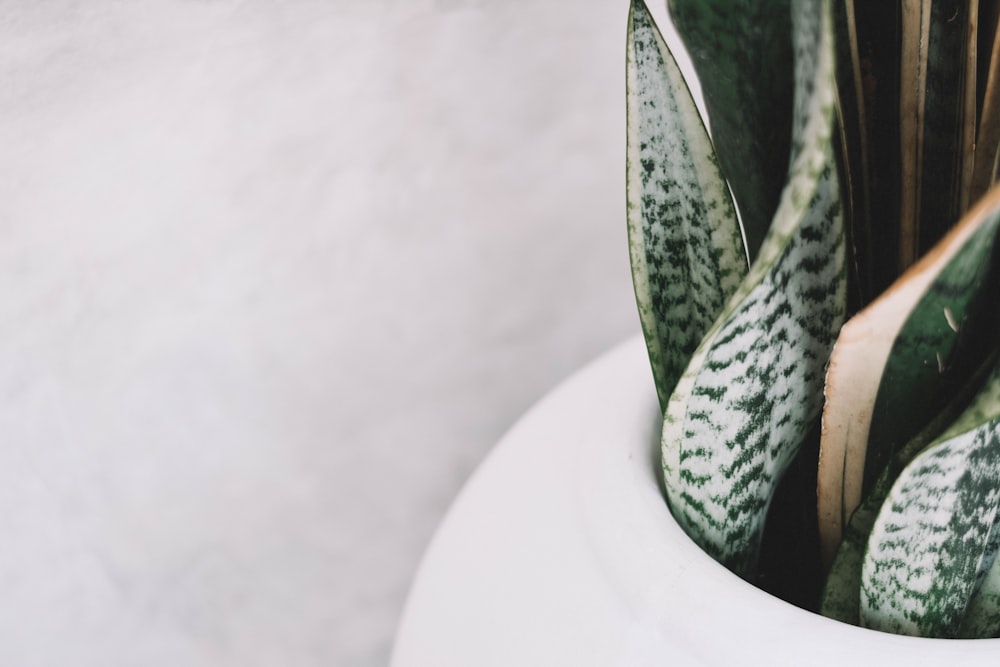 green snake on white ceramic container