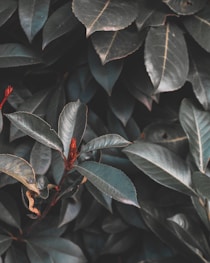 green leaves with red flower