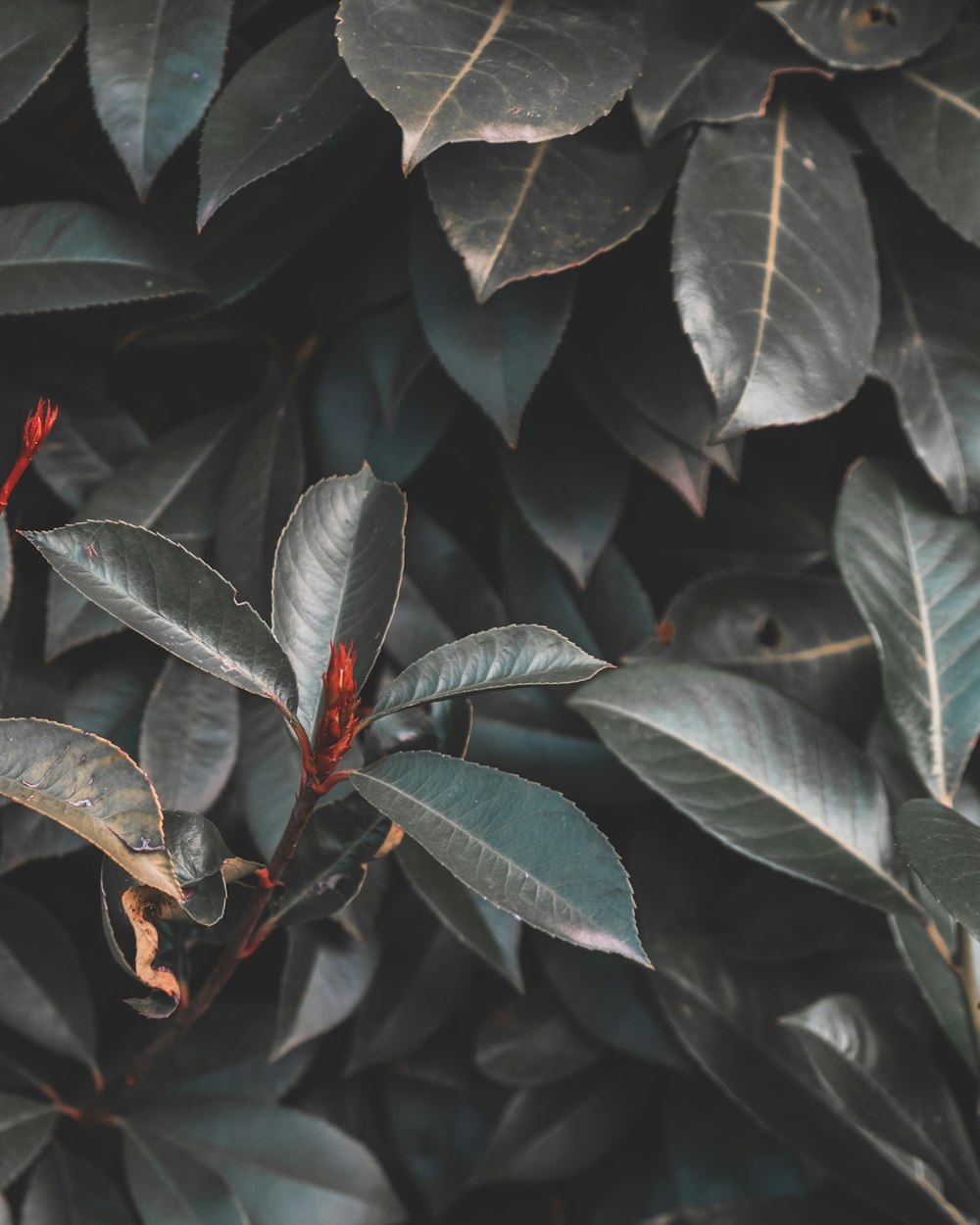 green leaves with red flower