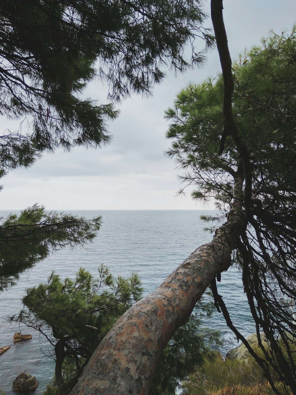 green trees near body of water during daytime