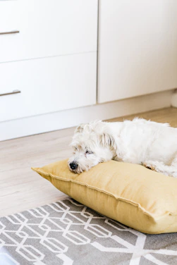 A cozy scene of a dog resting comfortably on a clean floor beside pawfect touch™ products.