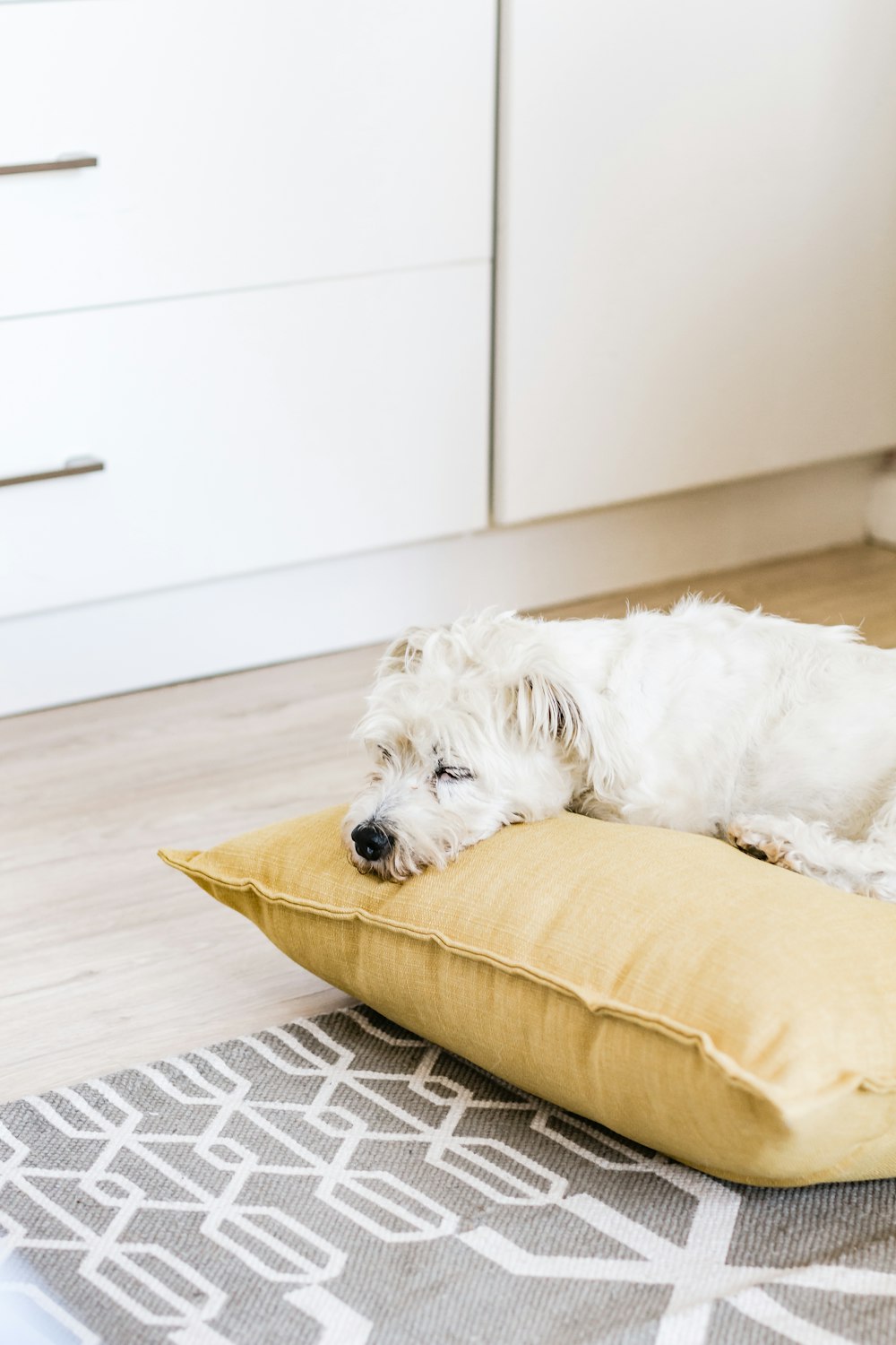 petit chien blanc à poil long couché sur un oreiller jaune