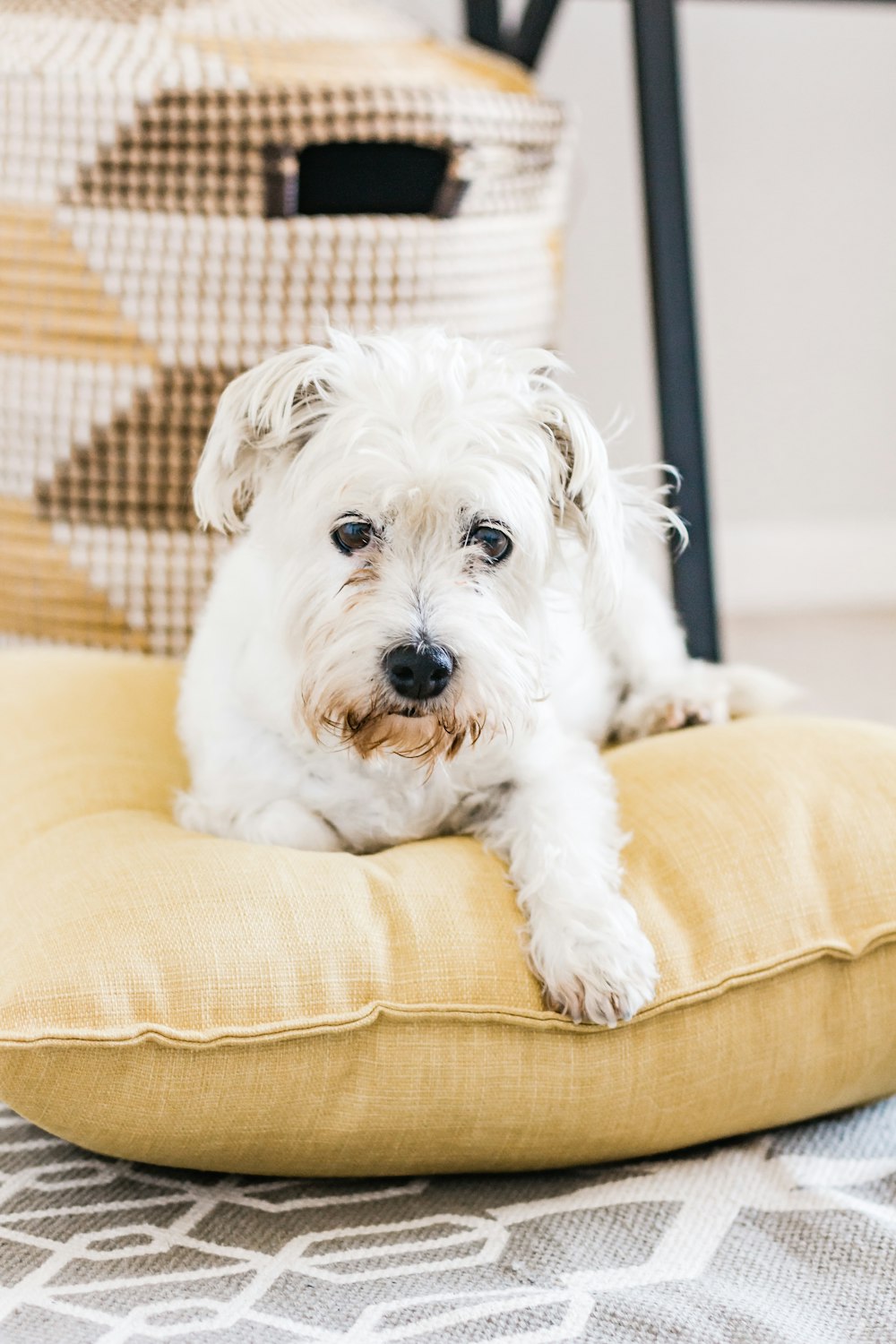 white long coat small dog on brown sofa