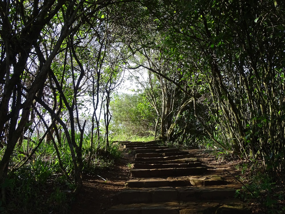 brown wooden stairs between green trees during daytime