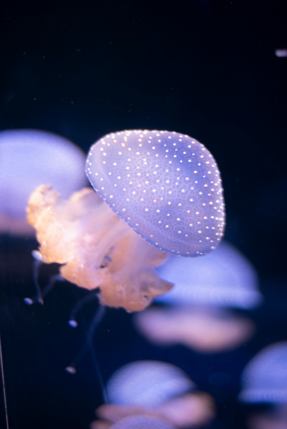 white jellyfish in water during daytime