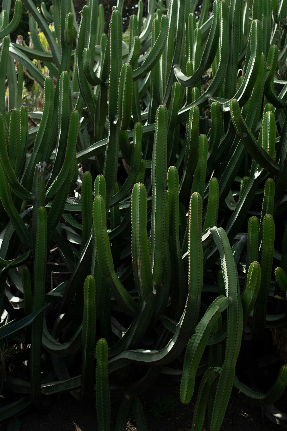 grüne Pflanze mit Wassertröpfchen