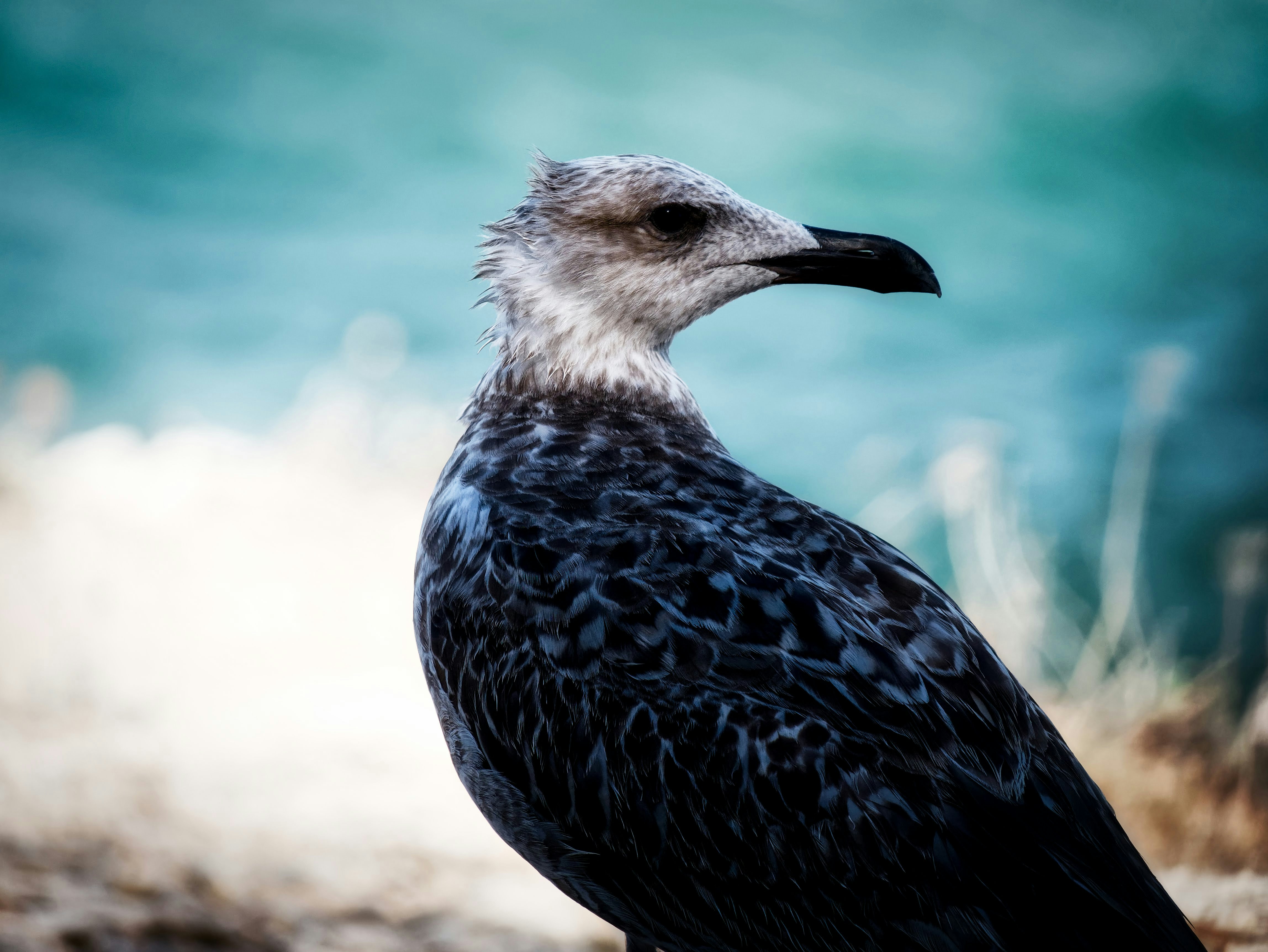 Photo by lapattesensible