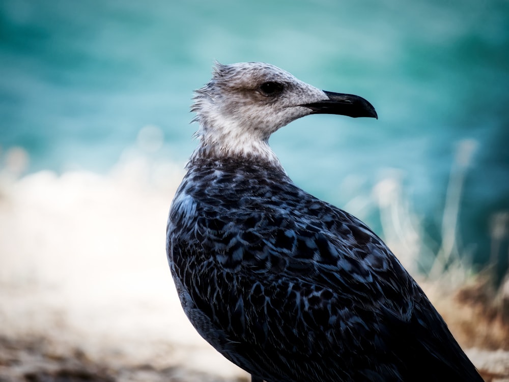 uccello bianco e nero su sabbia marrone durante il giorno