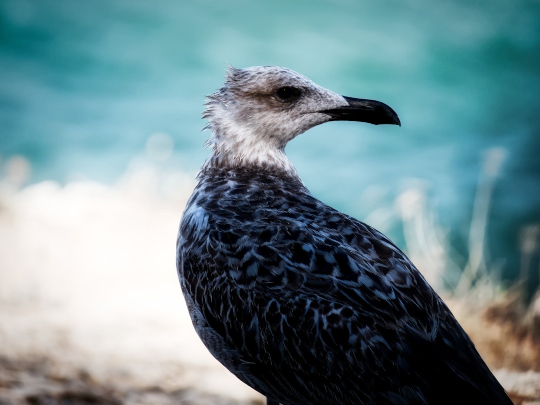Seagull near the Porquerolles coasts, along the rocks.