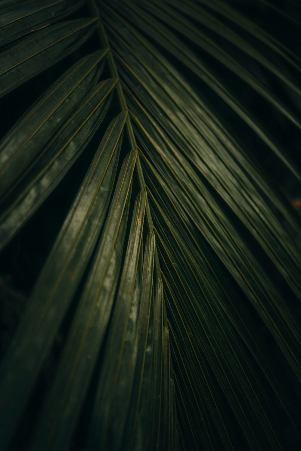 grayscale photo of green leaf