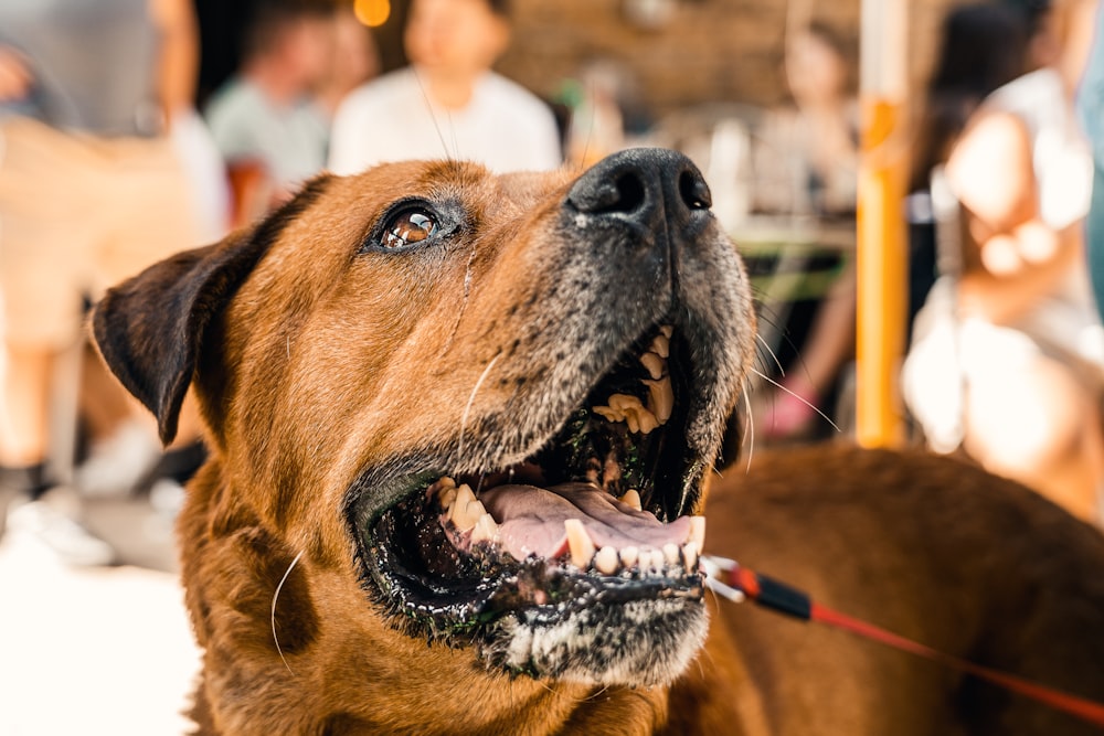 brown short coated dog with blue and white dog collar