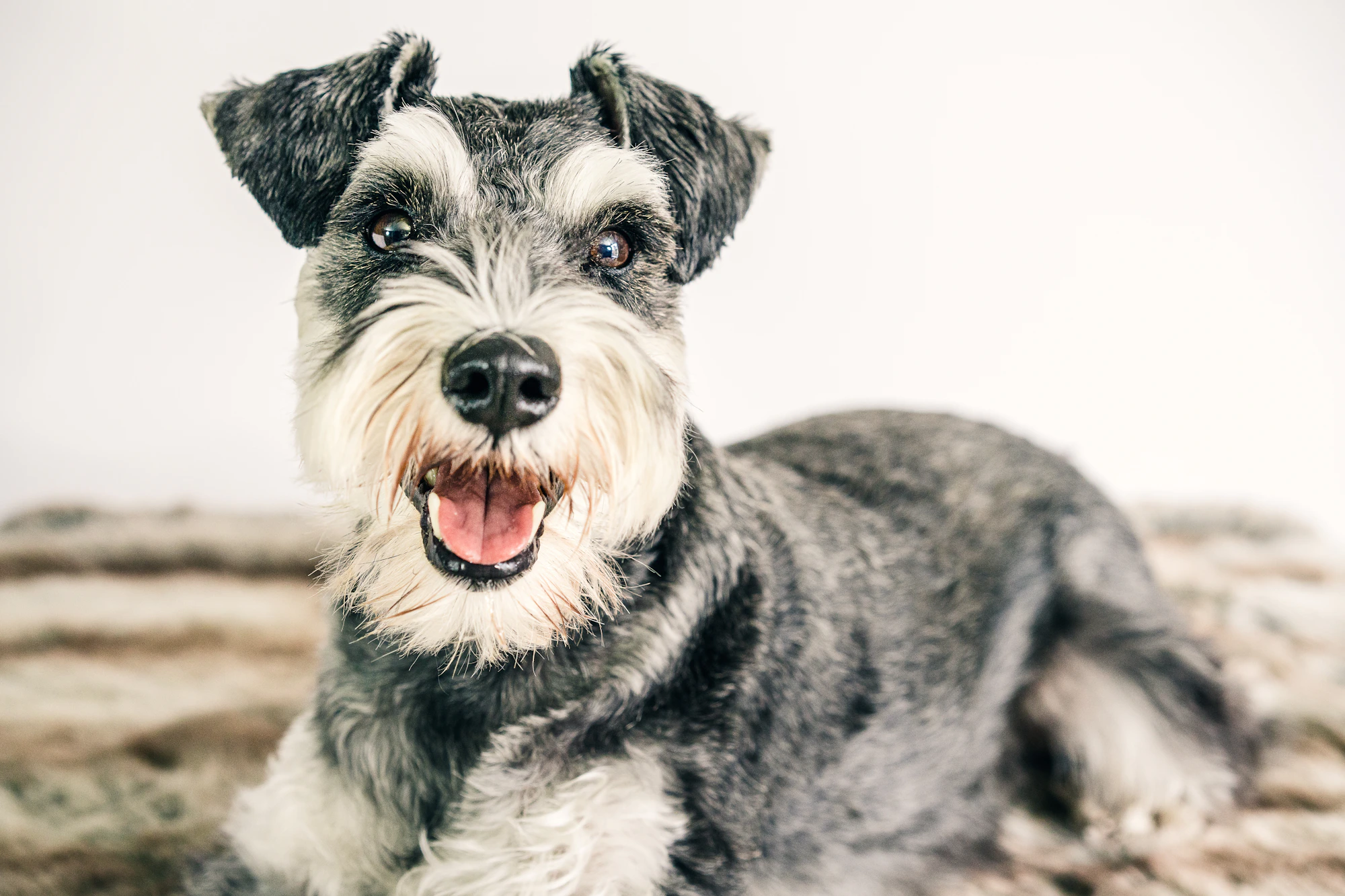 Schnauzer miniatura en un entorno familiar