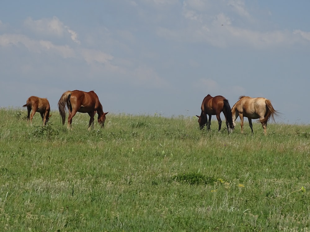 horses on green grass field during daytime