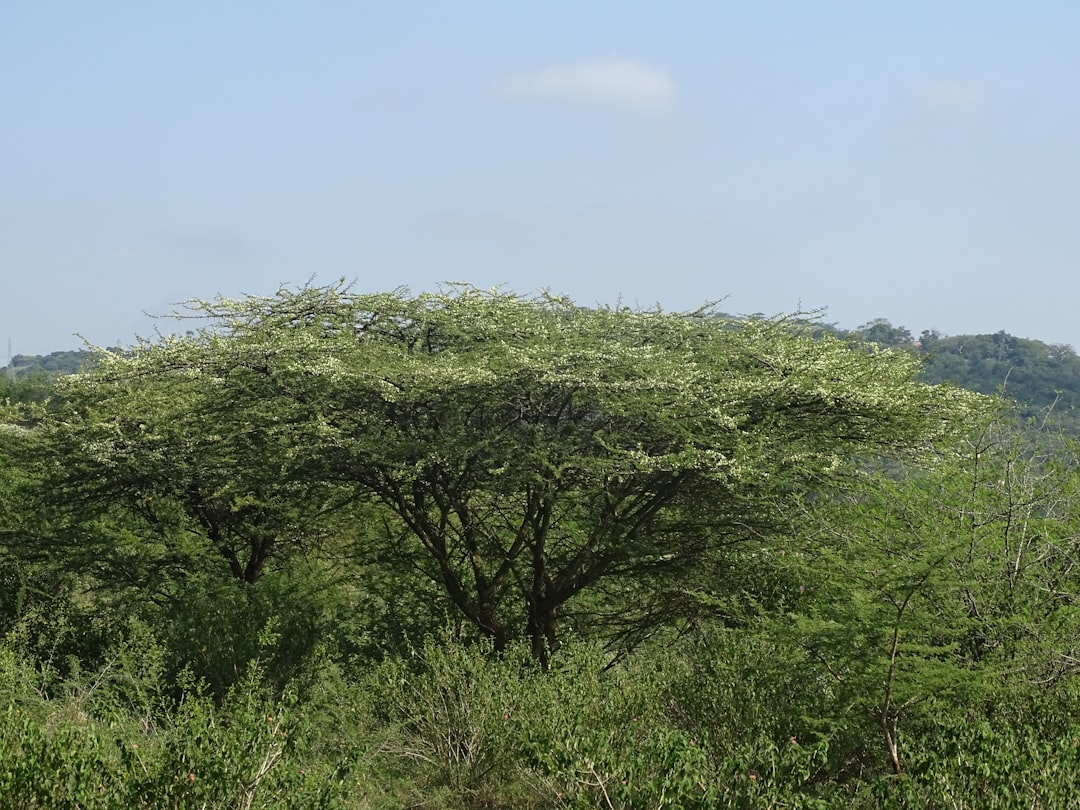 Nature reserve photo spot Nkwalini Mtunzini