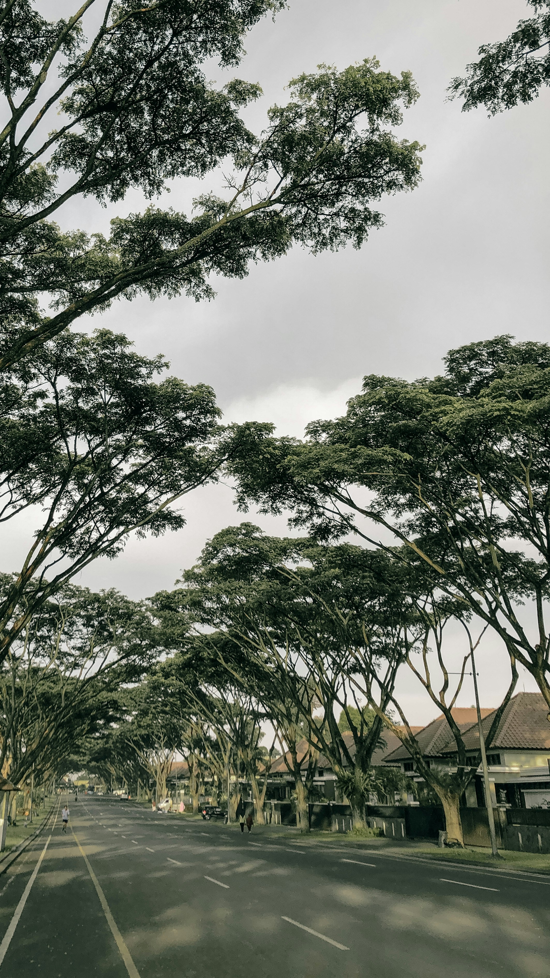 green tree under white sky during daytime