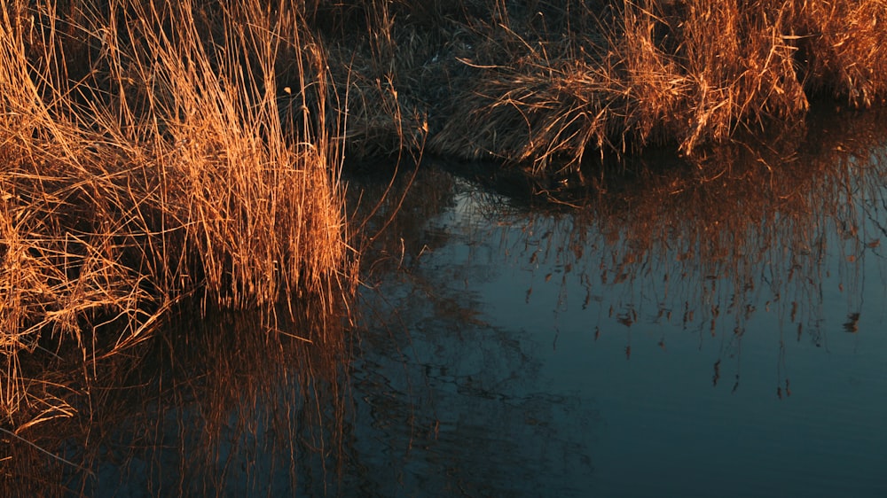brown grass on water during daytime