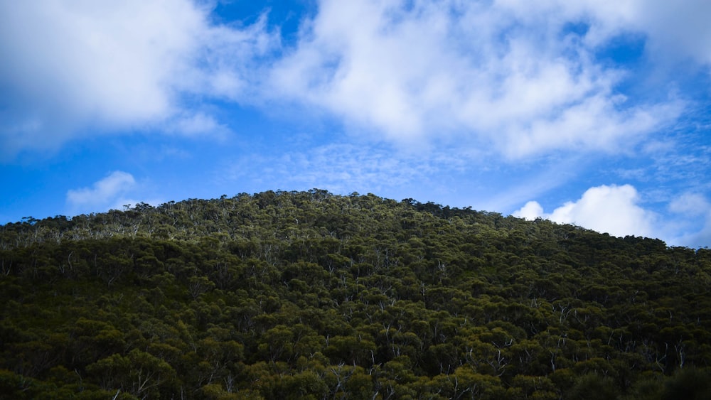 campo de grama verde sob céu azul e nuvens brancas durante o dia