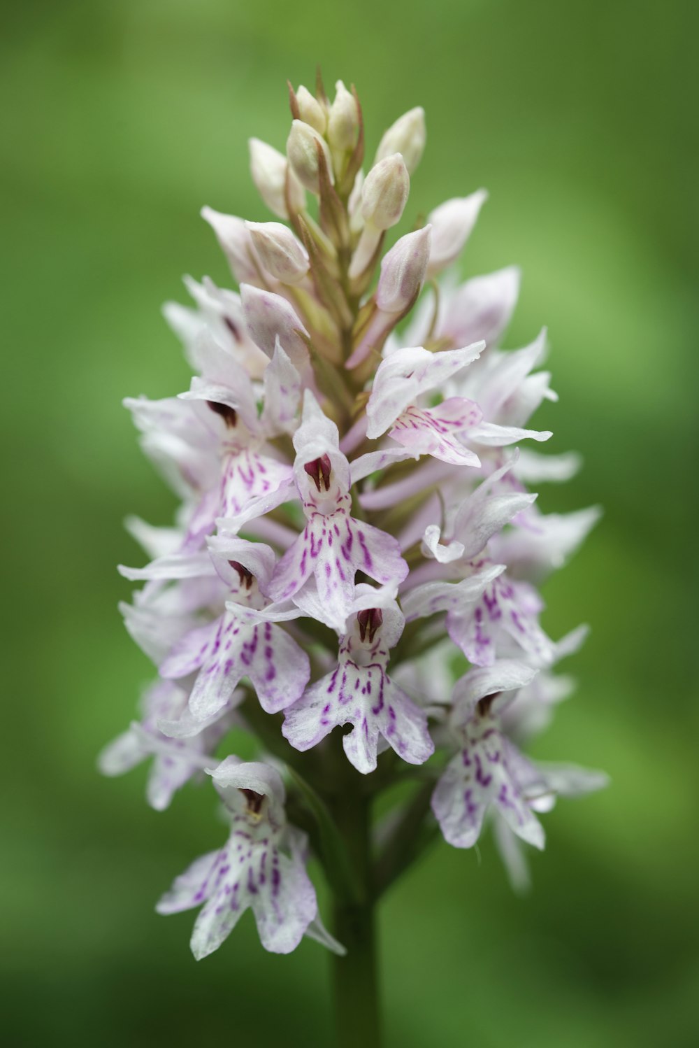 white and purple flower in macro photography