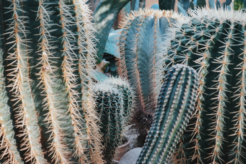 green cactus plant during daytime