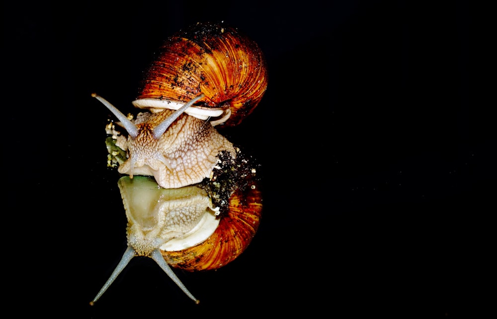brown and beige snail on white background