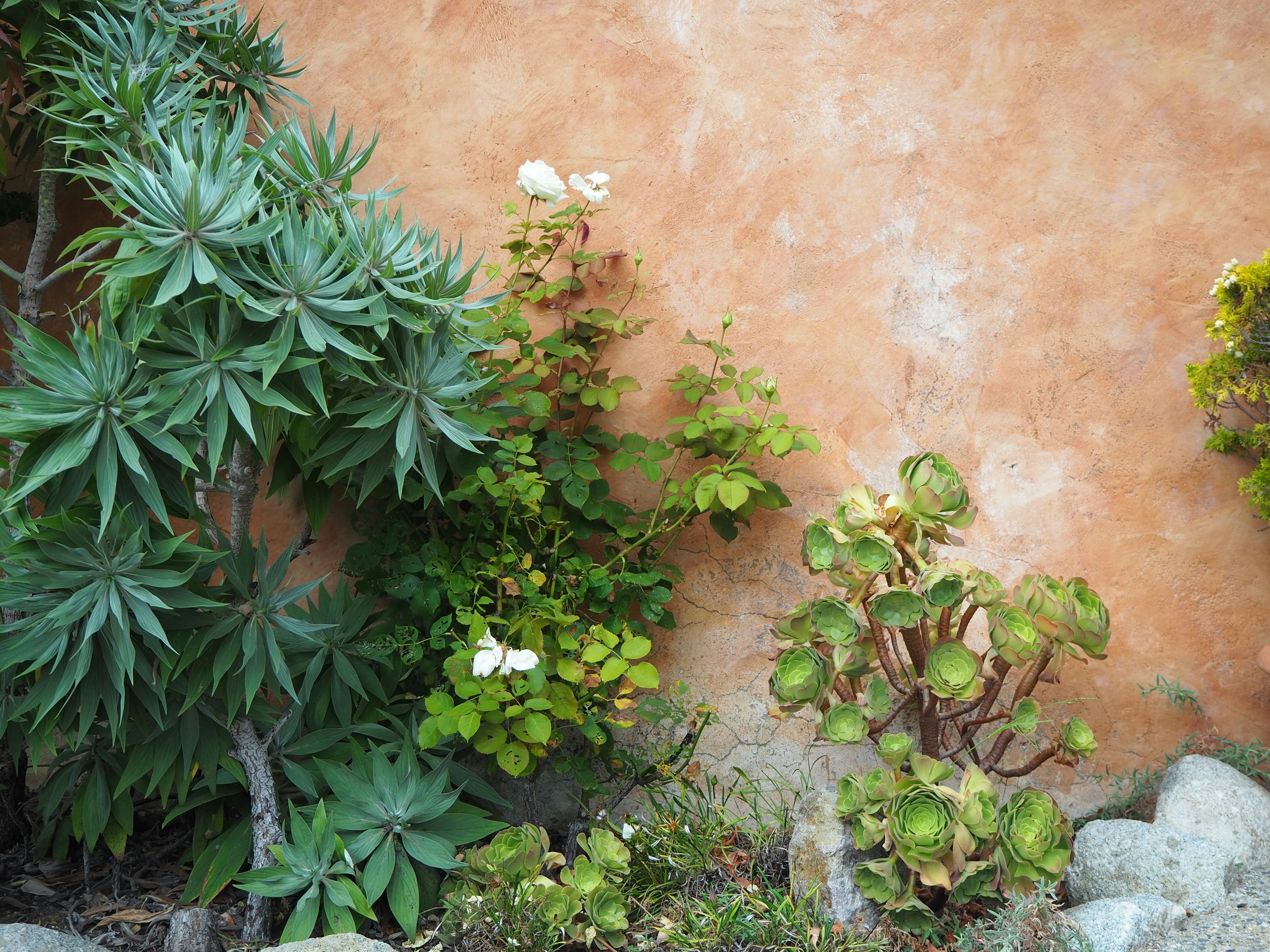 white flowers with green leaves, Carmel Mission