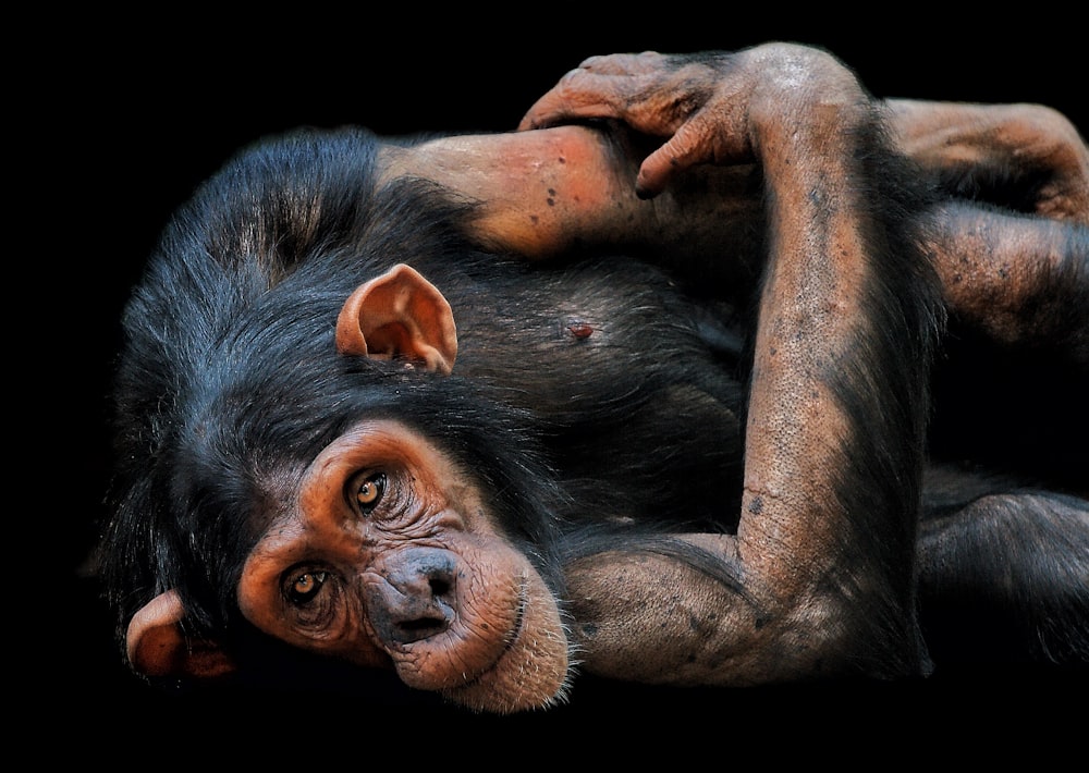 black monkey lying on brown wooden surface