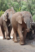 2 brown elephants walking on brown soil during daytime