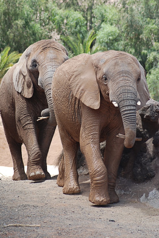 2 brown elephants walking on brown soil during daytime in Fuerteventura Spain