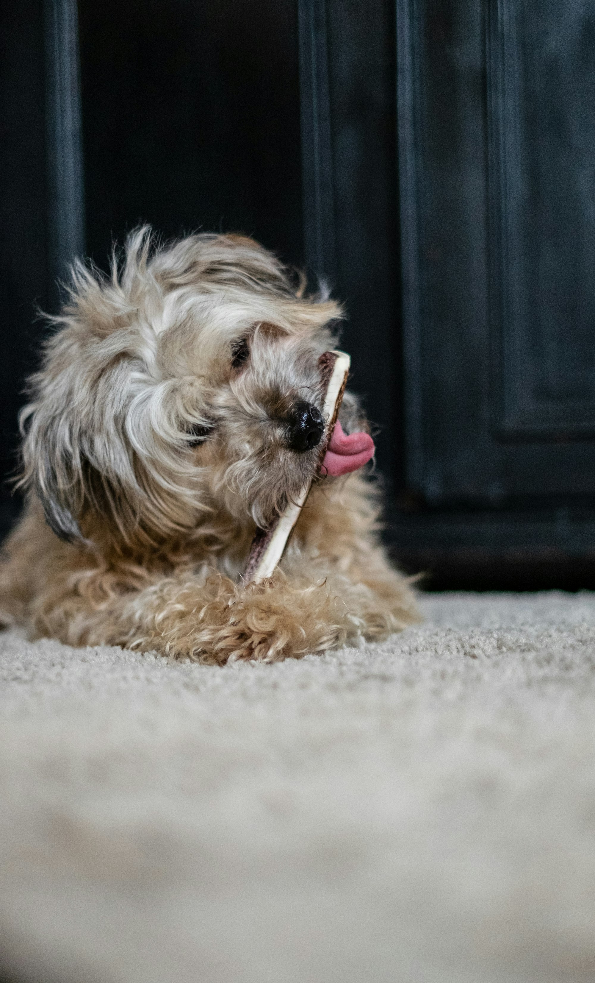 Dog shewing on his favorite bone on the rug