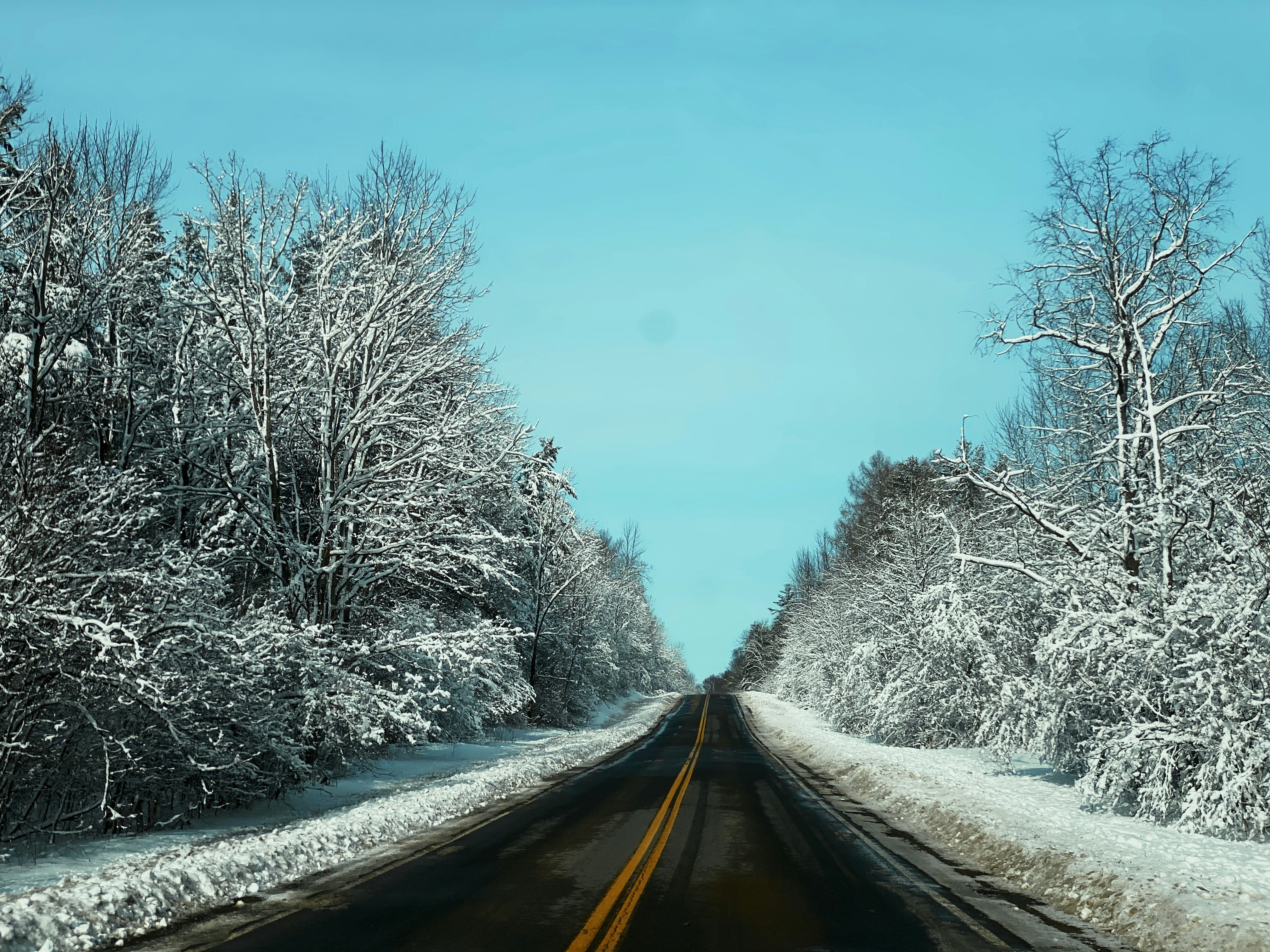road between snow covered trees during daytime