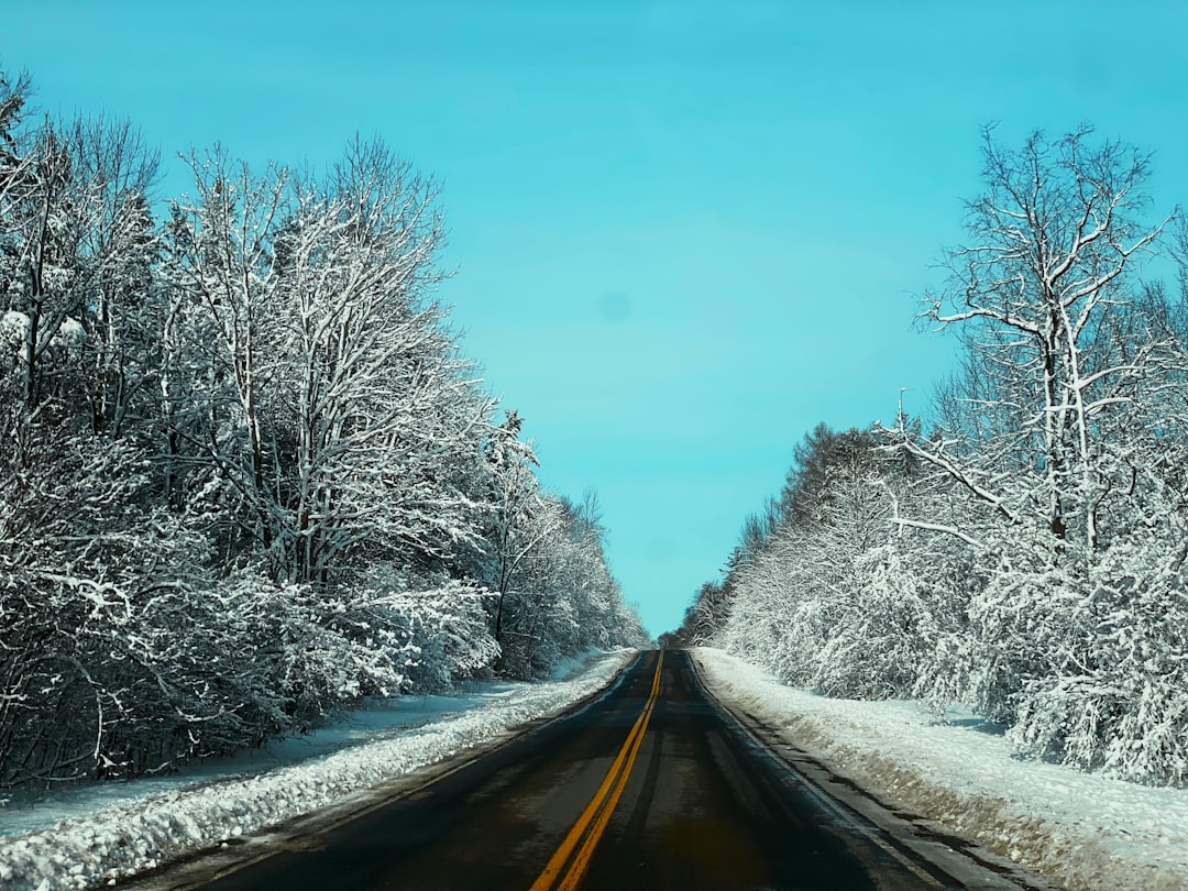 road between snow covered trees during daytime