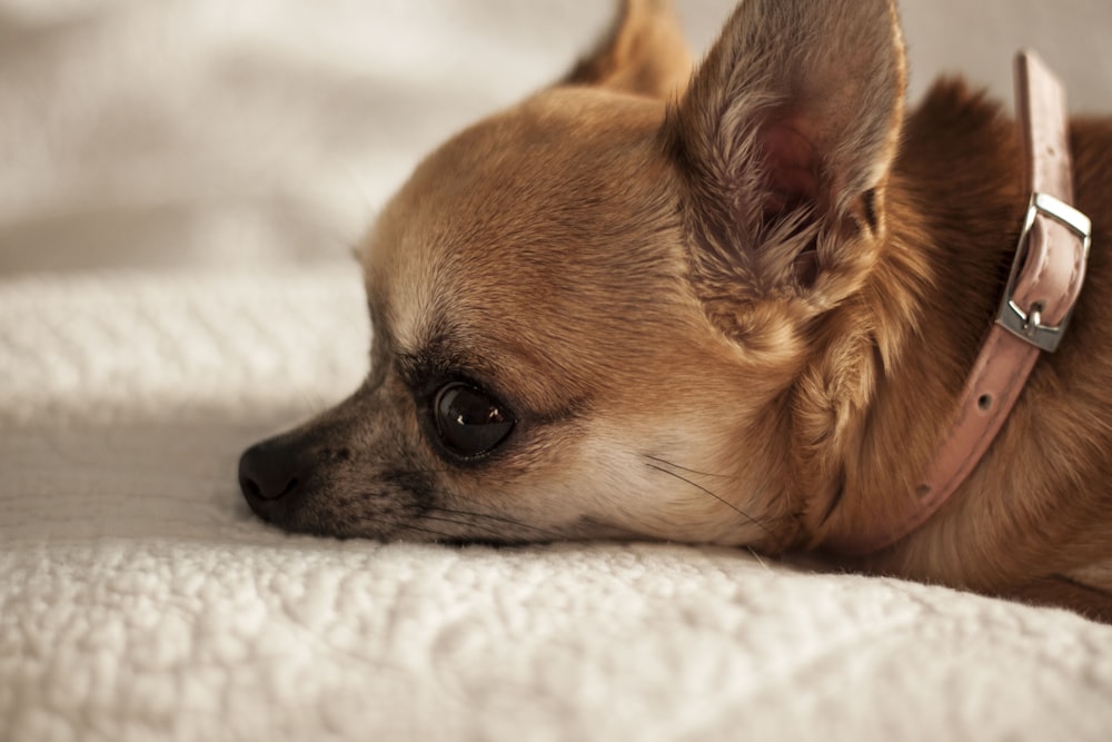 brown chihuahua lying on white textile