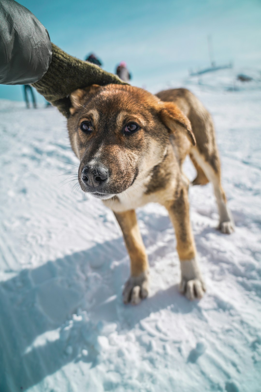 brown and black short coated dog on snow covered ground during daytime