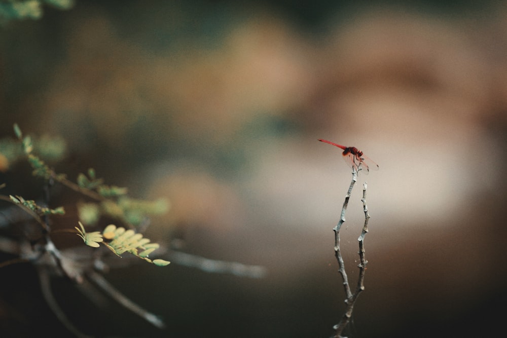 red and black spider on green plant stem in tilt shift lens