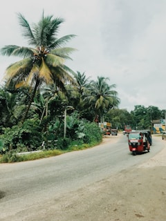 A charming village road framed by tall palm trees, seen from the passenger window on a Shree Durga Travel ride