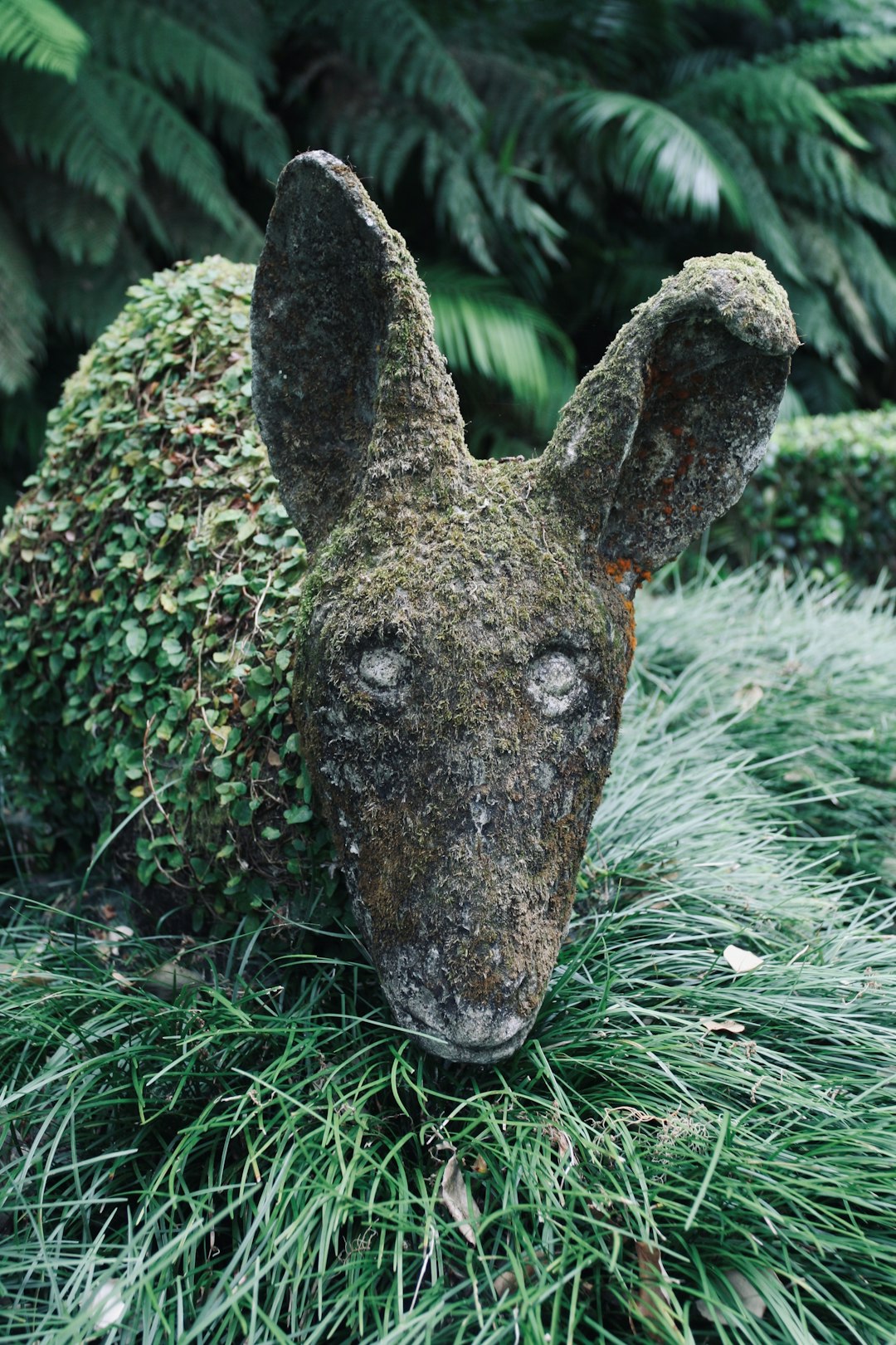 travelers stories about Wildlife in Azores, Portugal