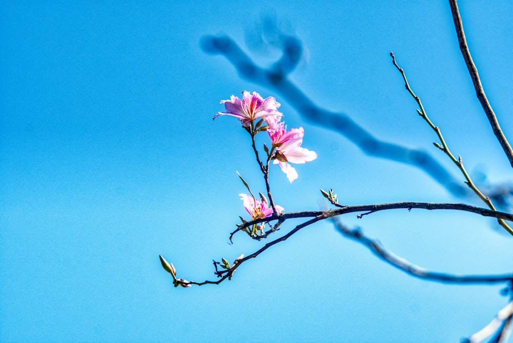 pink flower under blue sky during daytime