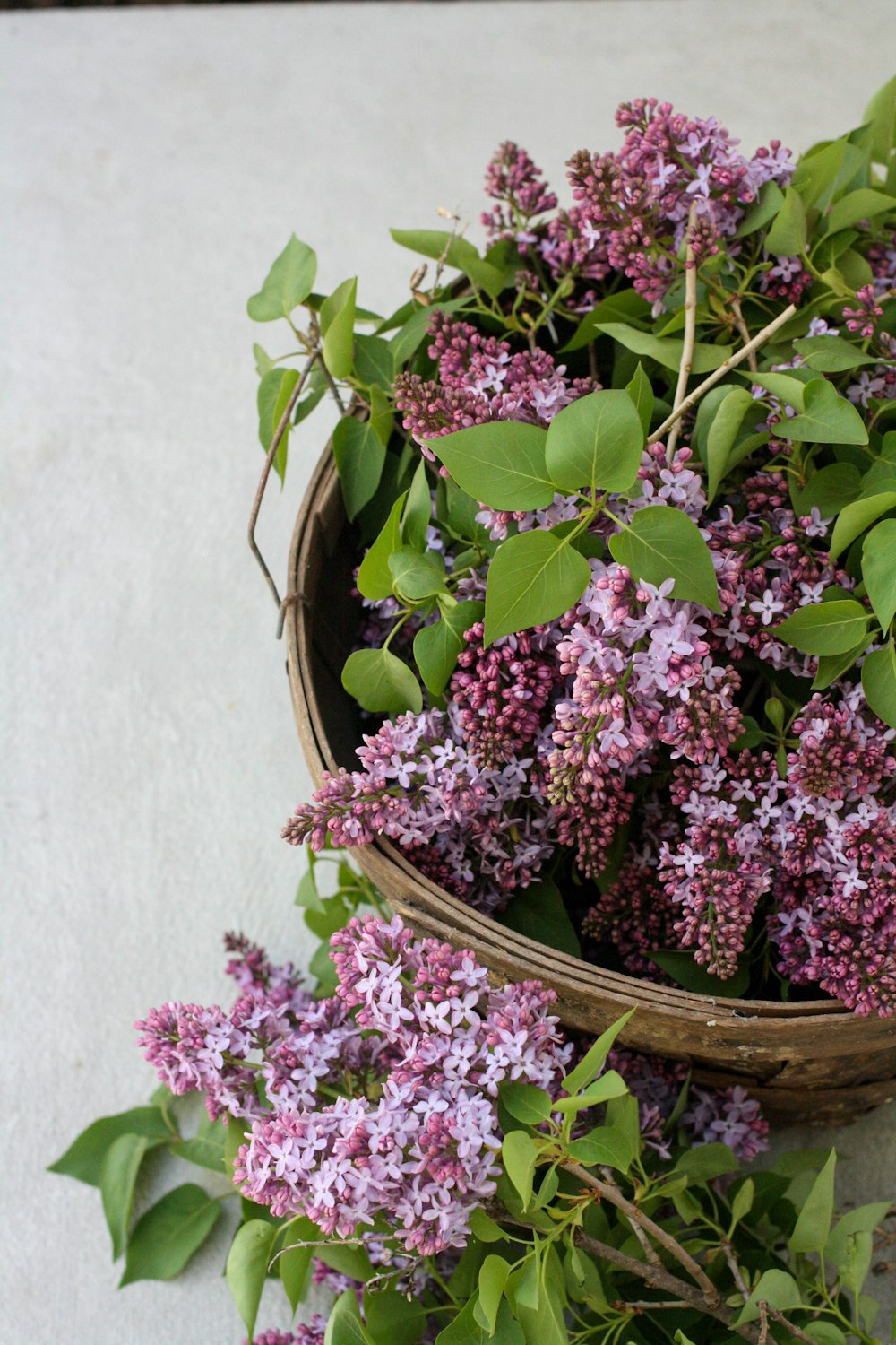 pink flowers on brown woven basket photo – Free Plant Image on Unsplash