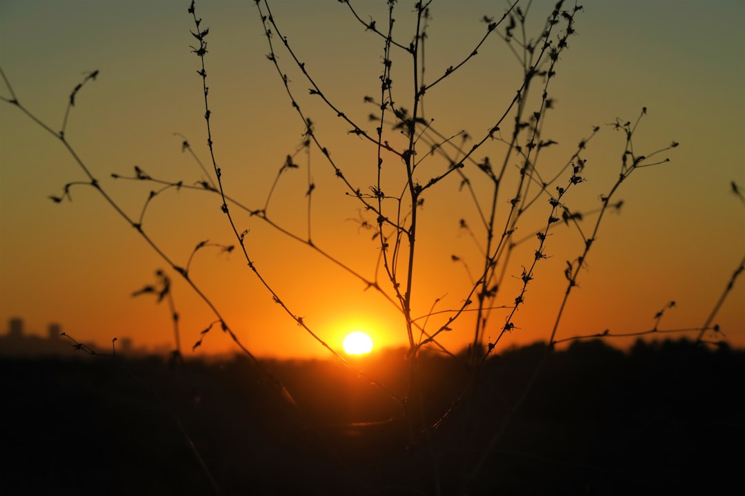 silhouette of leafless tree during sunset